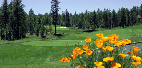 pinetop1.jpg